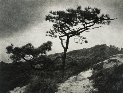 著名的托雷松树 作者 杰西·塔伯·比尔斯（Jessie Tarbox Beals）