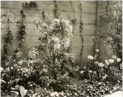 约翰-摩根先生和夫人，39 W 11 St Center Andromeda plant，纽约格林威治村，美国，约1939-40（明胶银照片 作者 杰西·塔伯·比尔斯（Jessie Tarbox Beals）