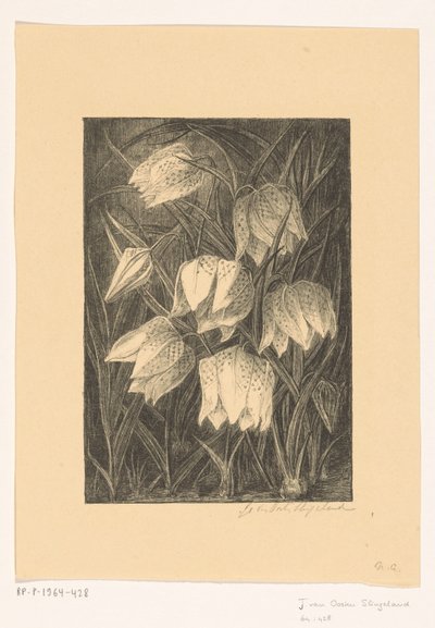 襟翼花 作者 Jo van Oosten Slingeland（艺术家签名）