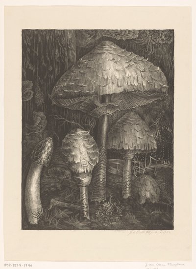 蘑菇 作者 Jo van Oosten Slingeland（艺术家签名）