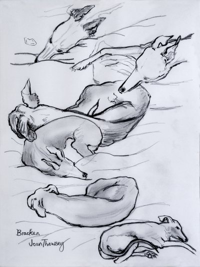 布拉肯，whippet，2000，（铅笔） 作者 琼·瑟西