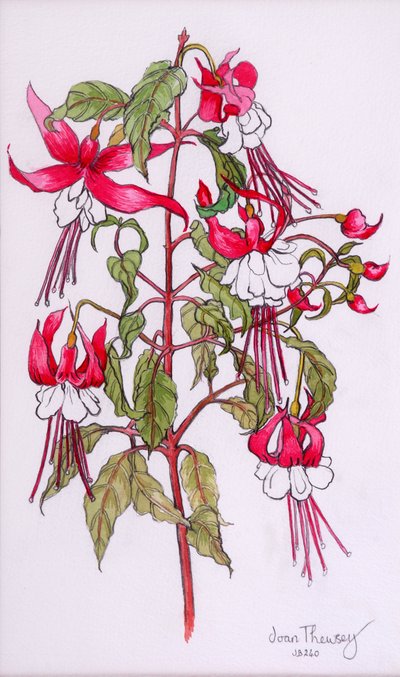 Fuchsias，2000，铅笔用水彩 作者 琼·瑟西