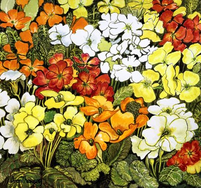 报春花边界，白色、黄色、橙色和红色报春花（水彩画 作者 琼·瑟西