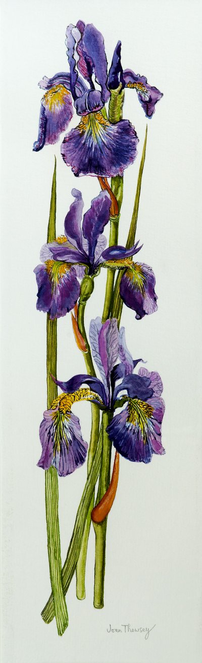 三片鸢尾叶，2010年，水彩画 作者 琼·瑟西