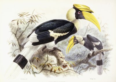 独角龙（Dichocerus Bicornis），1876-1882年 作者 约翰·杰拉德·基勒曼斯（Johan Gerard Keulemans）