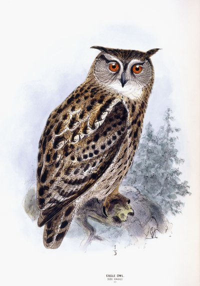 雕O 作者 约翰·杰拉德·基勒曼斯（Johan Gerard Keulemans）