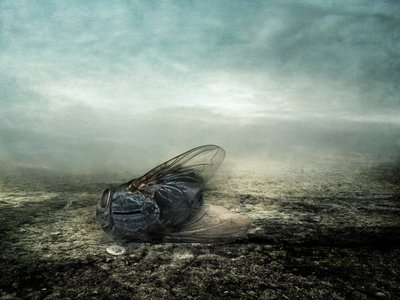飞翔，2013 年（摄影） 作者 约翰·利利亚（Johan Lilja）