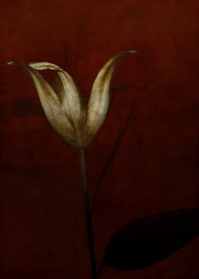 2015年，百合（数码摄影艺术） 作者 约翰·利利亚（Johan Lilja）