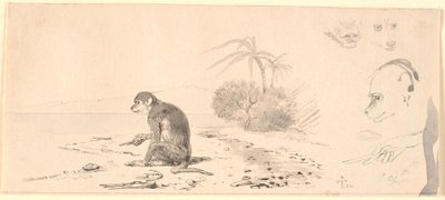 猴子右侧是对猴子蹄子等的研究。 作者 约翰·托马斯·伦比