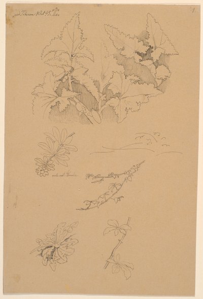 叶和花研究 作者 约翰·托马斯·伦比