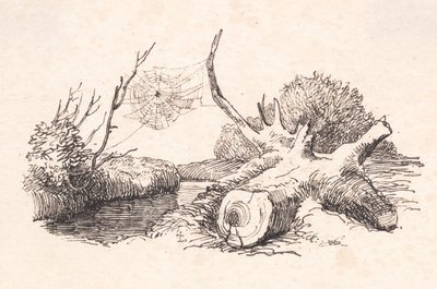蜘蛛 作者 约翰·托马斯·伦比