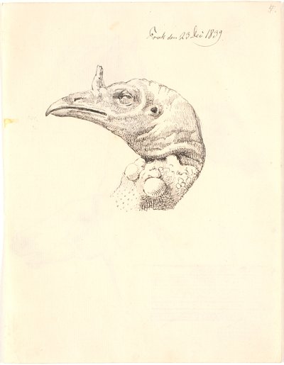 死火鸡母鸡头 作者 约翰·托马斯·伦比