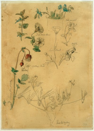 J. Th。Lundbye，植物研究 作者 约翰·托马斯·伦比