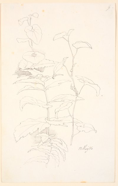 植物研究，如对马尾草的研究 作者 约翰·托马斯·伦比