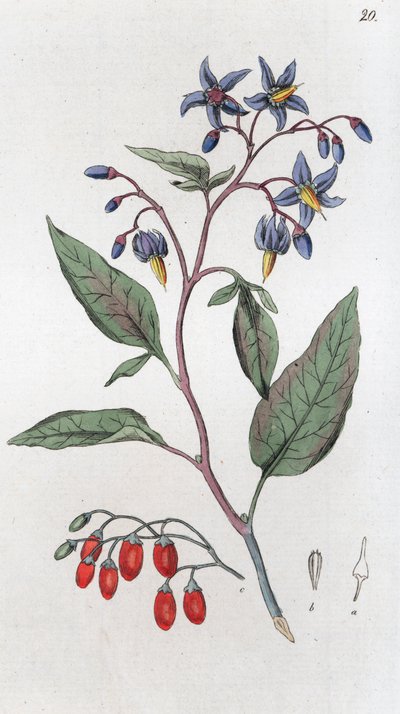 苦艾草 Solanum dulcamara, 1804-1811 作者 约翰·威廉·帕姆斯特鲁赫