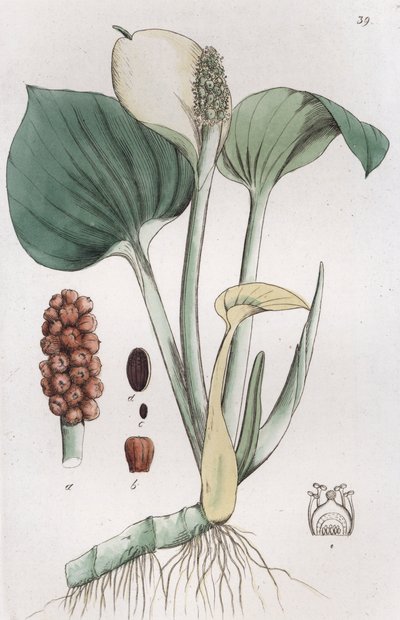 沼泽马蹄莲 Calla palustris, 1804-1811 作者 约翰·威廉·帕姆斯特鲁赫