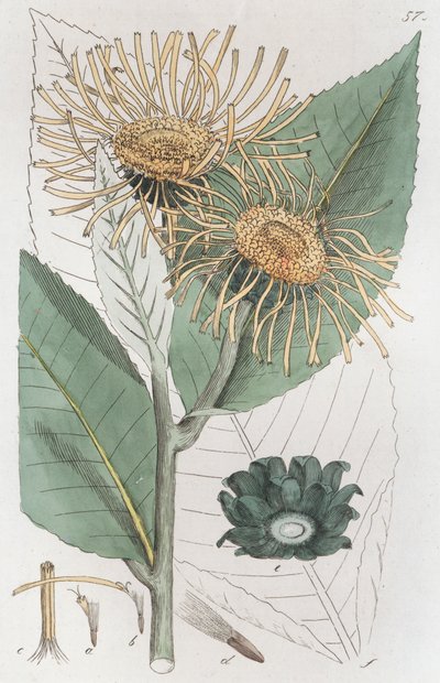 Elecampane Inula helenium, 1804-1811年 作者 约翰·威廉·帕姆斯特鲁赫