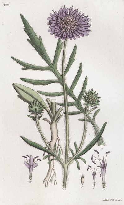 田野杂草 Knautia arvensis, 1804-1811 作者 约翰·威廉·帕姆斯特鲁赫