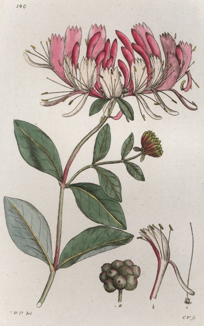 金银花 Lonicera periclymenum, 1804-1811 作者 Johan Wilhelm Palmstruch