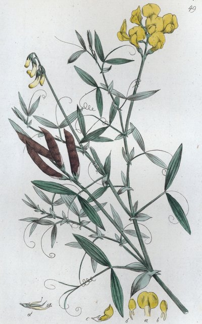 草地番茄 Lathyrus pratensis, 1804-1811 作者 Johan Wilhelm Palmstruch