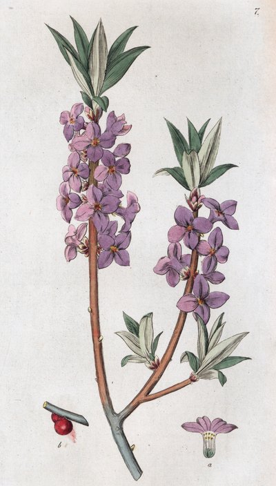 Mezereon Daphne mezereum, 1804-1811 作者 约翰·威廉·帕姆斯特鲁赫
