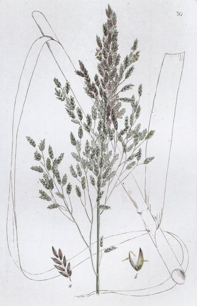 芦苇甜草 Poa aquatica, 1804-1811 作者 约翰·威廉·帕姆斯特鲁赫