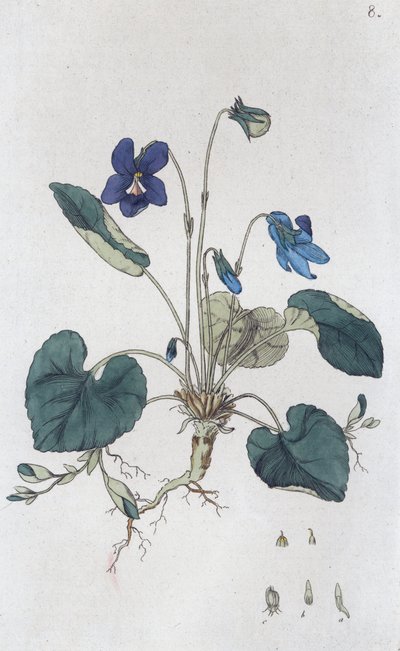 甜紫罗兰 Viola odorata, 1804-1811 作者 约翰·威廉·帕姆斯特鲁赫