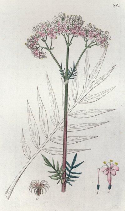 缬草 Valeriana officinalis, 1804-1811年 作者 约翰·威廉·帕姆斯特鲁赫