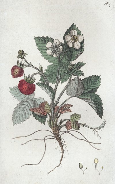 野生草莓 Fragaria vesca, 1804-1811 作者 约翰·威廉·帕姆斯特鲁赫