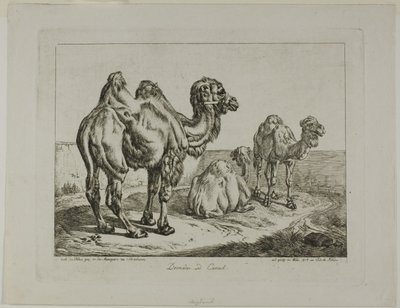 单峰驼和骆驼 作者 约翰·亚当·克莱因（Johann Adam Klein）