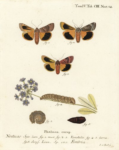 宽边黄翅鸟，Noctua fimbriata。Johann Carl Bock根据Eugenius Johann Christoph Esper的Die Schmetterlinge in Abbildungen nach der Natur（埃尔朗根）所作的手绘铜版画。 作者 约翰·卡尔·博克（Johann Carl Bock）