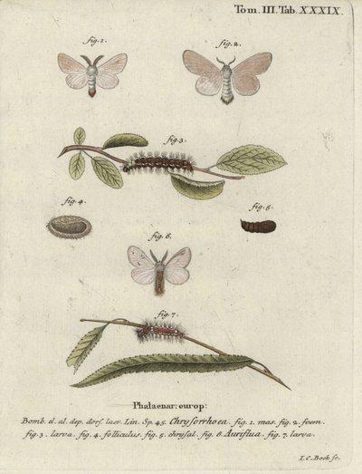 棕尾蛾，Euproctis chrysorrhoea。 作者 约翰·卡尔·博克（Johann Carl Bock）