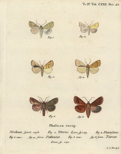 伯伦绿，Calamia tridens 1，黧黑，Xanthia icteritia 2，角状条纹黧黑，Enargia paleacea 3,4，和双线，Mythimna turca 5,6。Johann Carl Bock根据Eugenius Johann Christoph Esper的Die Schmetterlinge手绘铜版画。 作者 约翰·卡尔·博克（Johann Carl Bock）