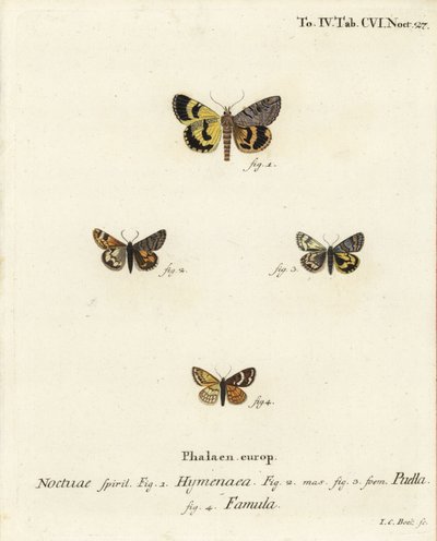Catocala hymenaea 1, Amerila puella 2,3, and Isturgia famula moths 4. Johann Carl Bock根据Eugenius Johann Christoph Esper的Die Schmetterlinge in Abbildungen nach der Natur（埃尔朗根）手绘铜版画。 作者 约翰·卡尔·博克（Johann Carl Bock）