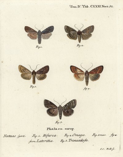 顺应者，Lithophane furcifera 1，双镖，Graphiphora augur 2，稀少的brindle，Apamea lateritia 3,4，和银拱门，Polia hepatica 5。 作者 约翰·卡尔·博克（Johann Carl Bock）