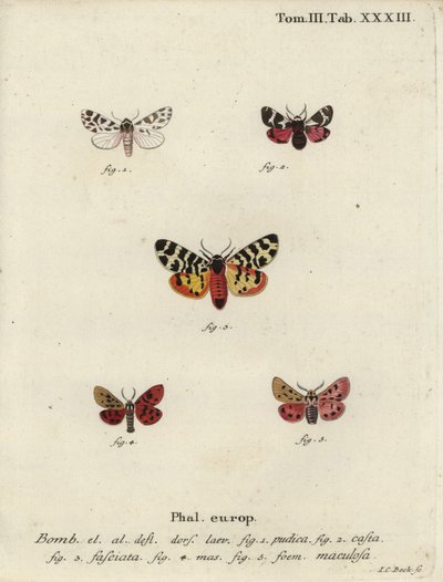 离散的陪葬品和虎斑蛾。 作者 约翰·卡尔·博克（Johann Carl Bock）