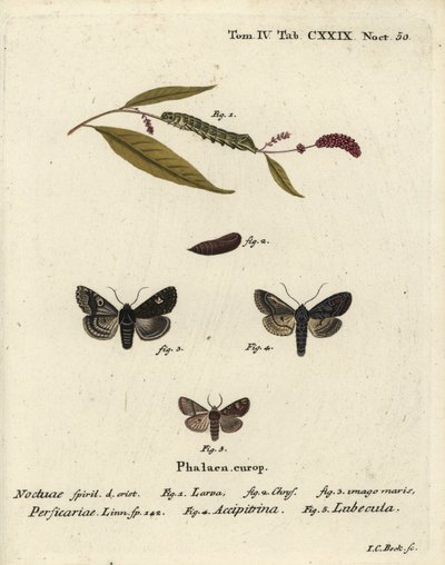 点，Melanchra persicariae 1-4，Dryobota labecula 5。Johann Carl Bock根据Eugenius Johann Christoph Esper的Die Schmetterlinge in Abbildungen nach der Natur（埃尔朗根）手绘铜版画。 作者 约翰·卡尔·博克（Johann Carl Bock）