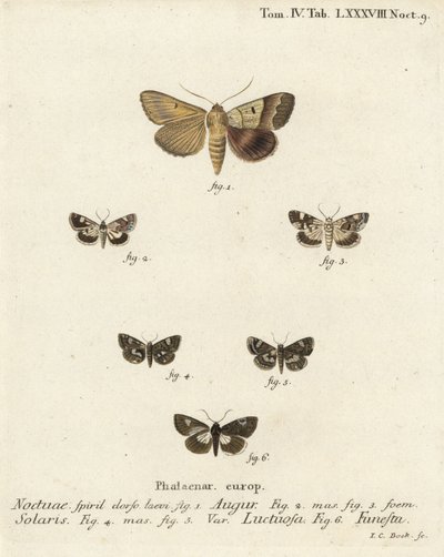 双镖或占卜者，Graphiphora augur 1，苍白的肩膀，Acontia lucida 2,3，四斑蛾，Tyta luctuosa 4,5，以及德鲁伊蛾，Aedia funesta 6。Johann Carl Bock根据Eugenius Johann Christoph Esper的《Die Sch》手绘铜版画。 作者 约翰·卡尔·博克（Johann Carl Bock）