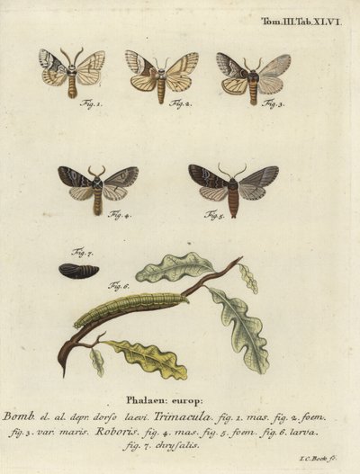 Drymonia dodonaea moth. 作者 约翰·卡尔·博克（Johann Carl Bock）