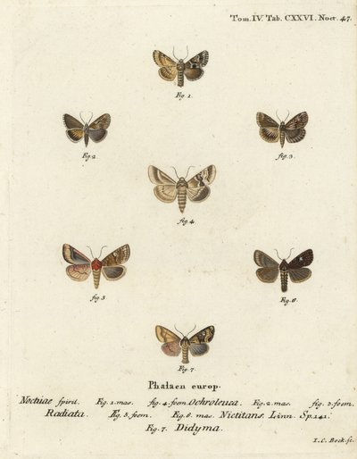 昏暗的锦葵，Eremobia ochroleuca 1,4，Cynaeda dentalis 2,3，耳蛾，Amphipoea oculea 5,6，和普通的乡下人，Mesapamea secalis 7。 Johann Carl Bock根据Eugenius Johann Christoph Esper的Die Schmetterlinge in Abbild手工彩色铜版画。 作者 约翰·卡尔·博克（Johann Carl Bock）