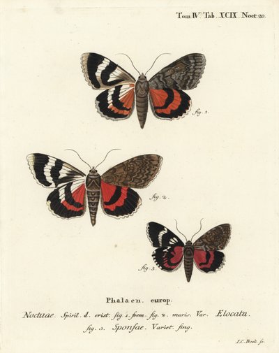 法国红翼，Catocala elocata 1,2，和深红翼品种，Catocala sponsa 3。 Johann Carl Bock根据Eugenius Johann Christoph Esper的Die Schmetterlinge in Abbildungen nach der Natur，Erlangen的手绘铜版画。 作者 约翰·卡尔·博克（Johann Carl Bock）