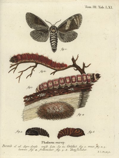 山羊蛾，Cossus cossus。 作者 约翰·卡尔·博克（Johann Carl Bock）