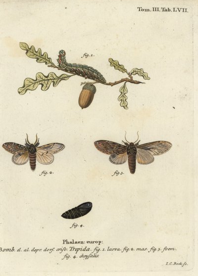 很突出，Peridea anceps。 作者 约翰·卡尔·博克（Johann Carl Bock）
