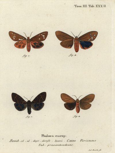 大虎蛾品种，Arctia caja。 作者 约翰·卡尔·博克（Johann Carl Bock）