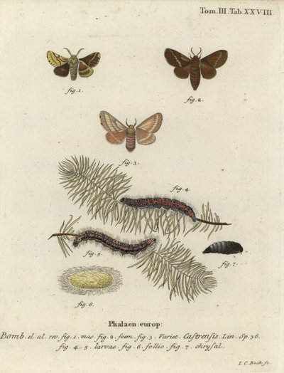 地面上的小飞蛾，Malacosoma castrense。 作者 约翰·卡尔·博克（Johann Carl Bock）