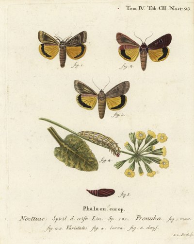 大型黄色底翼，Noctua pronuba，以及品种。Johann Carl Bock根据Eugenius Johann Christoph Esper的Die Schmetterlinge in Abbildungen nach der Natur（埃尔朗根）所作的手绘铜版画。 作者 约翰·卡尔·博克（Johann Carl Bock）
