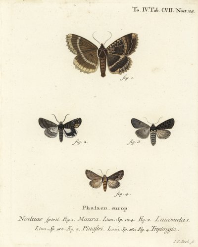 老妇人或黑下翼，Mormo maura 1，东部的alchymist，Aedia leucomelas 2，以及Dypterygia scabriuscula 3，4。Johann Carl Bock根据Eugenius Johann Christoph Esper的Die Schmetterlinge in Abbildungen nach der Na进行的手绘铜版画。 作者 约翰·卡尔·博克（Johann Carl Bock）