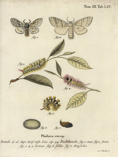 苍白的草丛，Calliteara pudibunda。 作者 约翰·卡尔·博克（Johann Carl Bock）