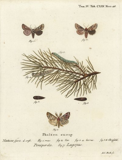 松树美女，Panolis flammea 1-6，以及拉丁蛾，Callopistria juventina 7。Johann Carl Bock根据Eugenius Johann Christoph Esper的Die Schmetterlinge in Abbildungen nach der Natur（埃尔朗根）所作的手绘铜版画。 作者 约翰·卡尔·博克（Johann Carl Bock）