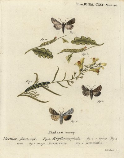 红头栗子，Conistra erythrocephala 1-4，蟾酥锦，Calophasia lunula 5和灰肩结，Lithophane ornitopus 6。Johann Carl Bock根据Eugenius Johann Christoph Esper的Die Schmetterlinge in Abb手绘铜版画。 作者 约翰·卡尔·博克（Johann Carl Bock）